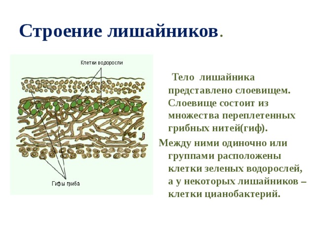 Строение лишайников .  Тело лишайника представлено слоевищем. Слоевище состоит из множества переплетенных грибных нитей(гиф).  Между ними одиночно или группами расположены клетки зеленых водорослей, а у некоторых лишайников – клетки цианобактерий. 