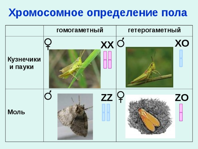 Способ изображения гомогаметного пола