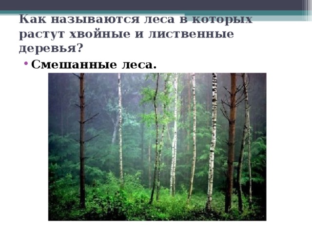Как называются леса в которых растут хвойные и лиственные деревья? Смешанные леса. 