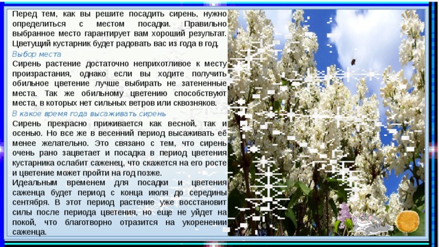 Перед тем, как вы решите посадить сирень, нужно определиться с местом посадки. Правильно выбранное место гарантирует вам хороший результат. Цветущий кустарник будет радовать вас из года в год. Выбор места Сирень растение достаточно неприхотливое к месту произрастания, однако если вы ходите получить обильное цветение лучше выбирать не затененные места. Так же обильному цветению способствуют места, в которых нет сильных ветров или сквозняков. В какое время года высаживать сирень Сирень прекрасно приживается как весной, так и осенью. Но все же в весенний период высаживать её менее желательно. Это связано с тем, что сирень очень рано зацветает и посадка в период цветения кустарника ослабит саженец, что скажется на его росте и цветение может пройти на год позже. Идеальным временем для посадки и цветения саженца будет период с конца июля до середины сентября. В этот период растение уже восстановит силы после периода цветения, но еще не уйдет на покой, что благотворно отразится на укоренении саженца. 