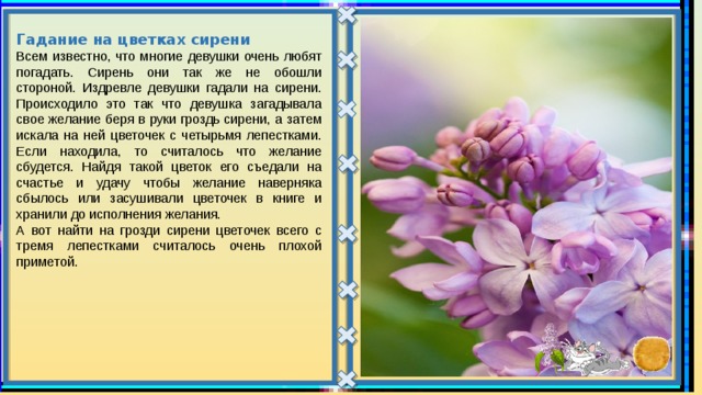 Гадание на цветках сирени Всем известно, что многие девушки очень любят погадать. Сирень они так же не обошли стороной. Издревле девушки гадали на сирени. Происходило это так что девушка загадывала свое желание беря в руки гроздь сирени, а затем искала на ней цветочек с четырьмя лепестками. Если находила, то считалось что желание сбудется. Найдя такой цветок его съедали на счастье и удачу чтобы желание наверняка сбылось или засушивали цветочек в книге и хранили до исполнения желания. А вот найти на грозди сирени цветочек всего с тремя лепестками считалось очень плохой приметой. 