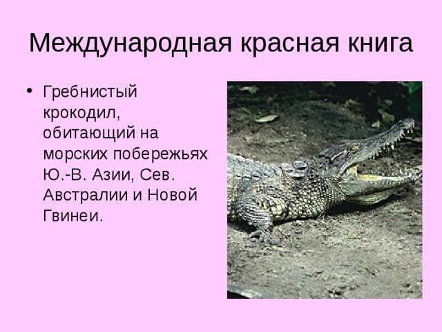 Гребнистый крокодил, обитающий на морских побережьях Ю.-В. Азии, Сев. Австралии и Новой Гвинеи.  