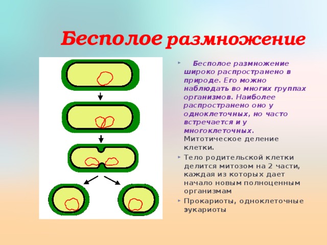 Отличие бесполого размножения