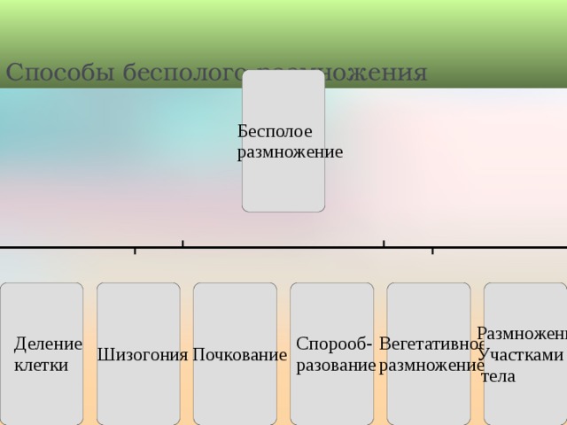 Типы размножения схема