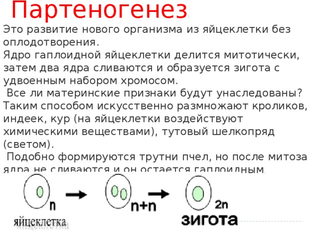 Партеногенез : Это развитие нового организма из яйцеклетки без оплодотворения. Ядро гаплоидной яйцеклетки делится митотически, затем два ядра сливаются и образуется зигота с удвоенным набором хромосом.  Все ли материнские признаки будут унаследованы? Таким способом искусственно размножают кроликов, индеек, кур (на яйцеклетки воздействуют химическими веществами), тутовый шелкопряд (светом).  Подобно формируются трутни пчел, но после митоза ядра не сливаются и он остается гаплоидным .