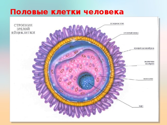 Половые клетки человека