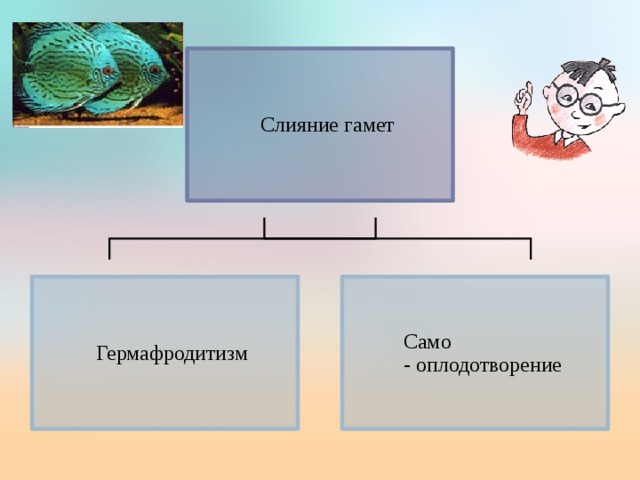 Гермафродитизм биологическое значение