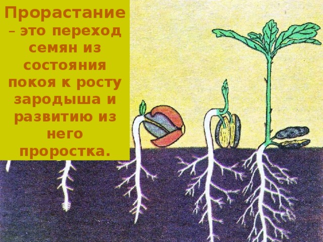 Прорастание – это переход семян из состояния покоя к росту зародыша и развитию из него проростка. 