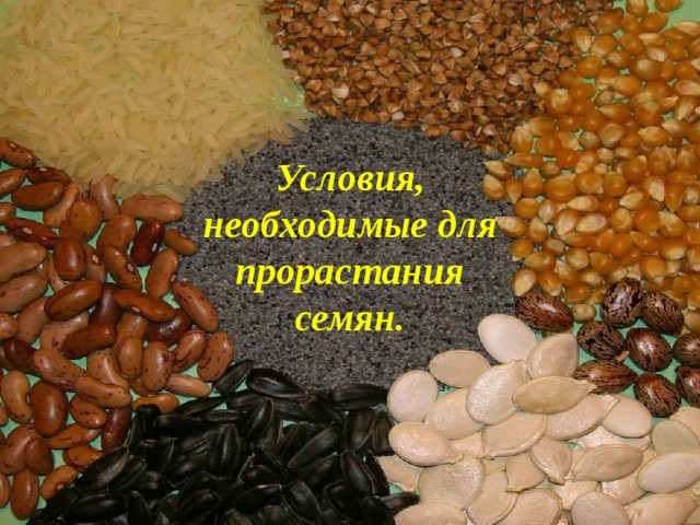 Условия, необходимые для прорастания семян . 