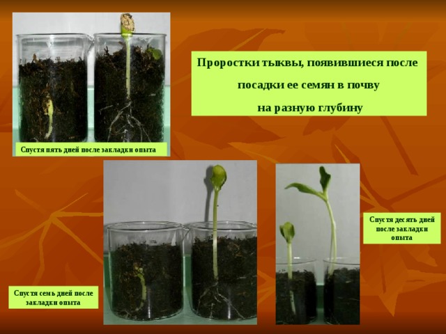 Проростки тыквы, появившиеся после посадки ее семян в почву  на разную глубину Спустя пять дней после закладки опыта Спустя десять дней после закладки опыта Спустя семь дней после закладки опыта 