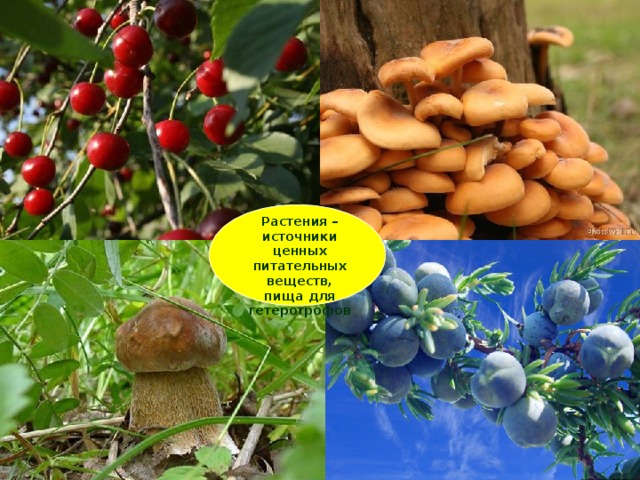 Растения – источники ценных питательных веществ, пища для гетеротрофов 