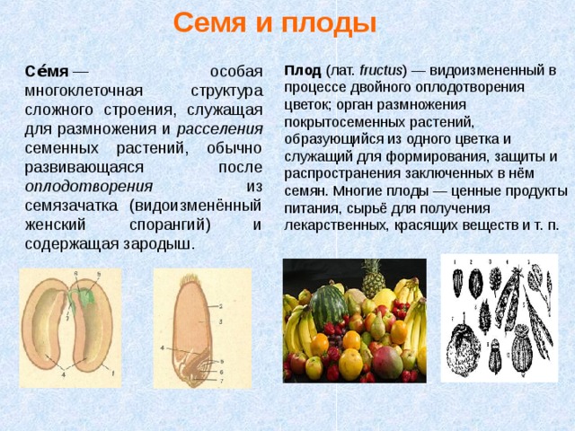 Семя и плоды Се́мя  — особая многоклеточная структура сложного строения, служащая для размножения и расселения семенных растений, обычно развивающаяся после оплодотворения из семязачатка (видоизменённый женский спорангий) и содержащая зародыш. Плод (лат.  fructus ) — видоизмененный в процессе двойного оплодотворения цветок; орган размножения покрытосеменных растений, образующийся из одного цветка и служащий для формирования, защиты и распространения заключенных в нём семян. Многие плоды — ценные продукты питания, сырьё для получения лекарственных, красящих веществ и т. п. 