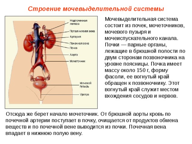 Строение мочевыделительной системы Мочевыделительная система состоит из почек, мочеточников, мочевого пузыря и мочеиспускательного канала. Почки — парные органы, лежащие в брюшной полости по двум сторонам позвоночника на уровне поясницы. Почка имеет массу около 150 г, форму фасоли, ее вогнутый край обращен к позвоночнику. Этот вогнутый край служит местом вхождения сосудов и нервов. Отсюда же берет начало мочеточник. От брюшной аорты кровь по почечной артерии поступает в почку, очищается от продуктов обмена веществ и по почечной вене выводится из почки. Почечная вена впадает в нижнюю полую вену. 