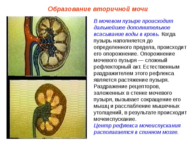 Образование вторичной мочи В мочевом пузыре происходит дальнейшее дополнительное всасывание воды в кровь. Когда пузырь наполняется до определенного предела, происходит его опорожнение. Опорожнение мочевого пузыря — сложный рефлекторный акт. Естественным раздражителем этого рефлекса является растяжение пузыря. Раздражение рецепторов, заложенных в стенке мочевого пузыря, вызывает сокращение его мышц и расслабление мышечных утолщений, в результате происходит мочеиспускание. Центр рефлекса мочеиспускания располагается в спинном мозге. 
