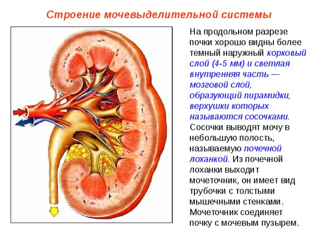 Строение мочевыделительной системы На продольном разрезе почки хорошо видны более темный наружный корковый слой (4-5 мм) и светлая внутренняя часть — мозговой слой, образующий пирамидки, верхушки которых называются сосочками. Сосочки выводят мочу в небольшую полость, называемую почечной лоханкой. Из почечной лоханки выходит мочеточник, он имеет вид трубочки с толстыми мышечными стенками. Мочеточник соединяет почку с мочевым пузырем. 