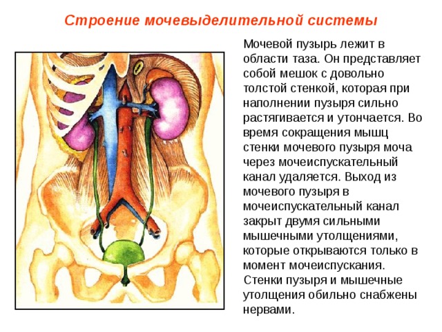 Строение мочевыделительной системы Мочевой пузырь лежит в области таза. Он представляет собой мешок с довольно толстой стенкой, которая при наполнении пузыря сильно растягивается и утончается. Во время сокращения мышц стенки мочевого пузыря моча через мочеиспускательный канал удаляется. Выход из мочевого пузыря в мочеиспускательный канал закрыт двумя сильными мышечными утолщениями, которые открываются только в момент мочеиспускания. Стенки пузыря и мышечные утолщения обильно снабжены нервами. 