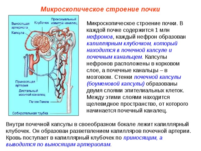 Микроскопическое строение почки Микроскопическое строение почки. В каждой почке содержится 1 млн нефронов , каждый нефрон образован капиллярным клубочком, который находится в почечной капсуле и почечным канальцем. Капсулы нефронов расположены в корковом слое, а почечные канальцы – в мозговом. Стенки почечной капсулы (боуменовой капсулы) образованы двумя слоями эпителиальных клеток. Между этими слоями находится щелевидное пространство, от которого начинается почечный каналец. Внутри почечной капсулы в своеобразном бокале лежит капиллярный клубочек. Он образован разветвлением капилляров почечной артерии. Кровь поступает в капиллярный клубочек по приносящим, а выводится по выносящим артериолам. 