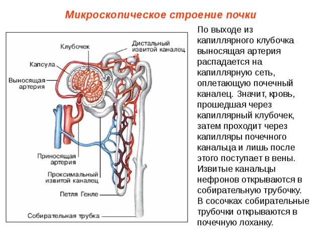 Микроскопическое строение почки По выходе из капиллярного клубочка выносящая артерия распадается на капиллярную сеть, оплетающую почечный каналец. Значит, кровь, прошедшая через капиллярный клубочек, затем проходит через капилляры почечного канальца и лишь после этого поступает в вены. Извитые канальцы нефронов открываются в собирательную трубочку. В сосочках собирательные трубочки открываются в почечную лоханку. 