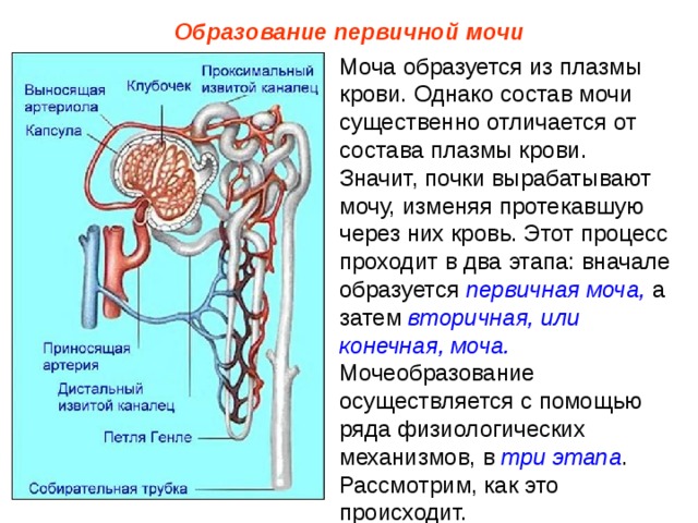 Образование первичной мочи Моча образуется из плазмы крови. Однако состав мочи существенно отличается от состава плазмы крови. Значит, почки вырабатывают мочу, изменяя протекавшую через них кровь. Этот процесс проходит в два этапа: вначале образуется первичная моча, а затем вторичная, или конечная, моча. Мочеобразование осуществляется с помощью ряда физиологических механизмов, в три этапа . Рассмотрим, как это происходит. 