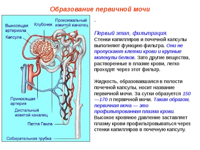 Образование первичной мочи .  Первый этап, фильтрация.  Они не пропускают клетки крови и крупные молекулы белков. 150—170 Таким образом, первичная моча — это профильтрованная плазма крови. 