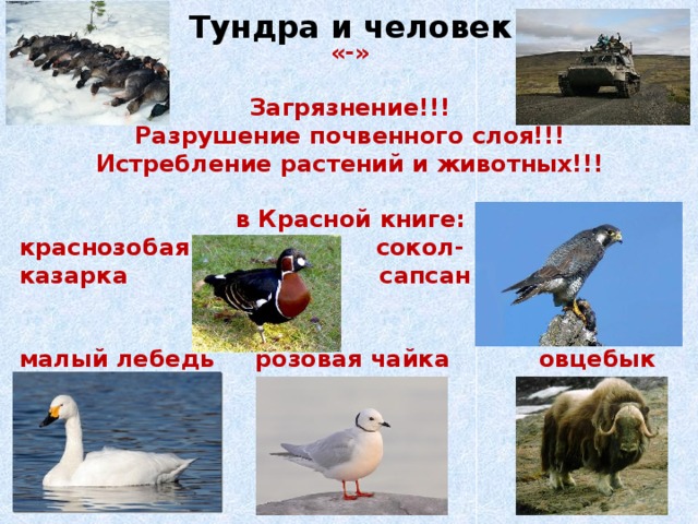 План люди в тундре