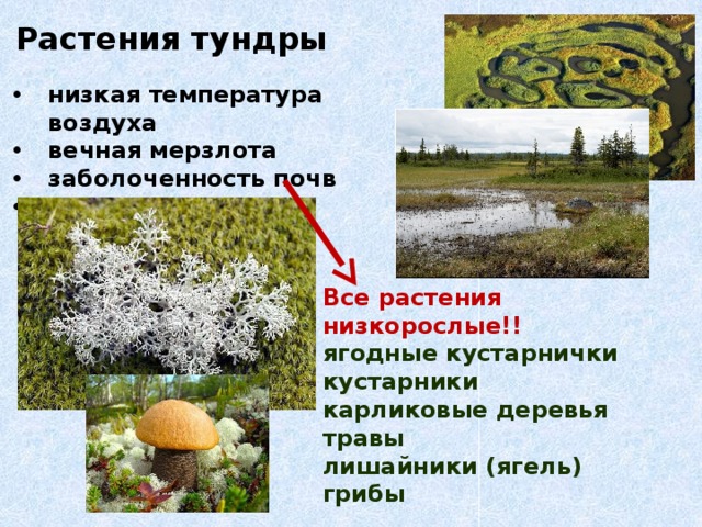 Животные и растения тундры презентация