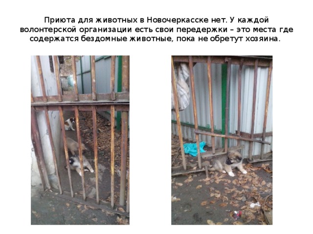 Приюта для животных в Новочеркасске нет. У каждой волонтерской организации есть свои передержки – это места где содержатся бездомные животные, пока не обретут хозяина. 