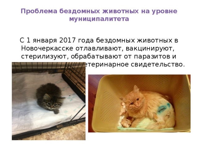 Проблема бездомных животных на уровне муниципалитета   С 1 января 2017 года бездомных животных в Новочеркасске отлавливают, вакцинируют, стерилизуют, обрабатывают от паразитов и ветеринар выдает ветеринарное свидетельство. 