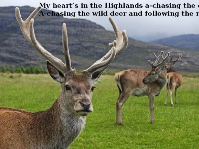 My heart’s in the Highlands a-chasing the deer A-chasing the wild deer and following the roe; 