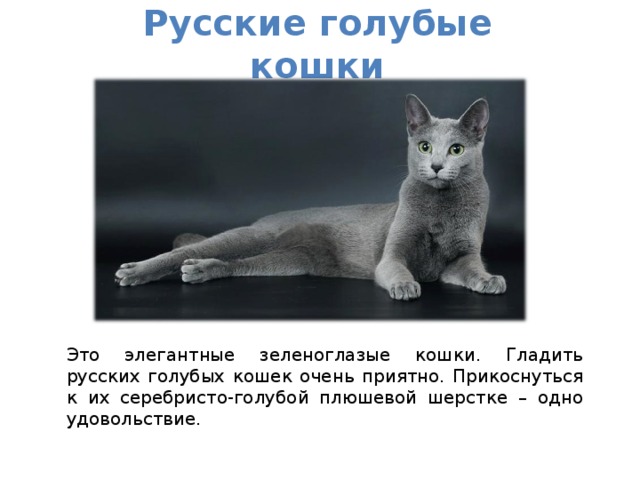 Русская голубая кошка описание