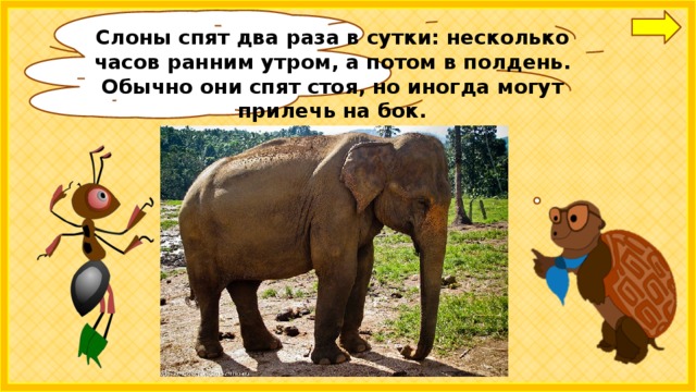 Слоны спят два раза в сутки: несколько часов ранним утром, а потом в полдень. Обычно они спят стоя, но иногда могут прилечь на бок.   