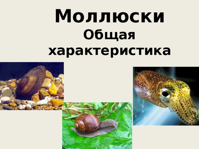 Моллюски  Общая характеристика   