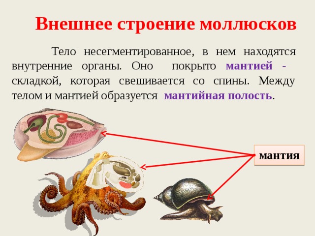 Внешнее строение моллюсков  Тело несегментированное, в нем находятся внутренние органы. Оно покрыто мантией - складкой, которая свешивается со спины. Между телом и мантией образуется мантийная полость . мантия 