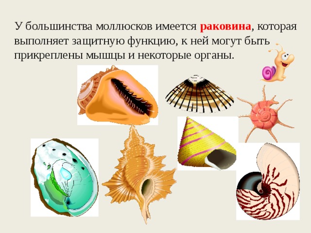 У большинства моллюсков имеется раковина , которая выполняет защитную функцию, к ней могут быть прикреплены мышцы и некоторые органы. 