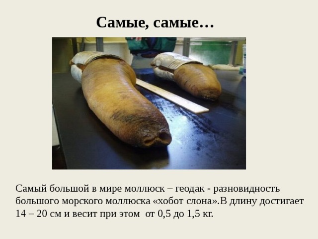 Самые, самые… Самый большой в мире моллюск – геодак - разновидность большого морского моллюска «хобот слона».В длину достигает 14 – 20 см и весит при этом от 0,5 до 1,5 кг. 