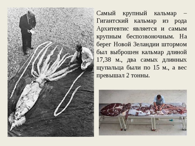 Самый крупный кальмар – Гигантский кальмар из рода Архитевтис является и самым крупным беспозвоночным. На берег Новой Зеландии штормом был выброшен кальмар длиной 17,38 м., два самых длинных щупальца были по 15 м., а вес превышал 2 тонны. 