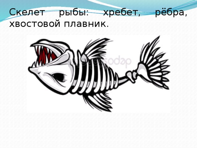 Скелет рыбы: хребет, рёбра, хвостовой плавник. 