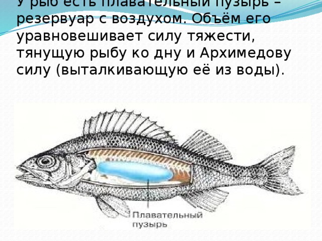 У рыб есть плавательный пузырь – резервуар с воздухом. Объём его уравновешивает силу тяжести, тянущую рыбу ко дну и Архимедову силу (выталкивающую её из воды). 