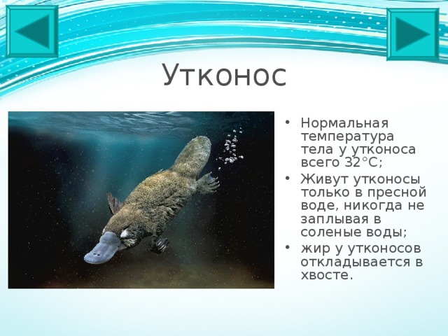 Утконос Нормальная температура тела у утконоса всего 32°C; Живут утконосы только в пресной воде, никогда не заплывая в соленые воды; жир у утконосов откладывается в хвосте. 