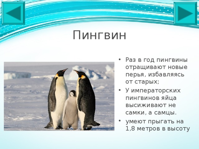 Пингвин Раз в год пингвины отращивают новые перья, избавляясь от старых; У императорских пингвинов яйца высиживают не самки, а самцы. умеют прыгать на 1,8 метров в высоту 