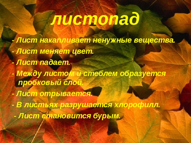 листопад - Лист накапливает ненужные вещества. - Лист меняет цвет. - Лист падает. - Между листом и стеблем образуется пробковый слой. - Лист отрывается. - В листьях разрушается хлорофилл.  - Лист становится бурым. 