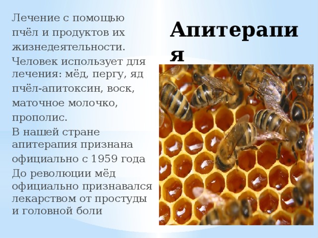 Лечение с помощью пчёл и продуктов их жизнедеятельности. Человек использует для лечения: мёд, пергу, яд пчёл-апитоксин, воск, маточное молочко, прополис. В нашей стране апитерапия признана официально с 1959 года До революции мёд официально признавался лекарством от простуды и головной боли Апитерапия 