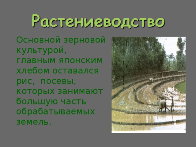   Основной зерновой культурой, главным японским хлебом оставался рис, посевы, которых занимают большую часть обрабатываемых земель. 