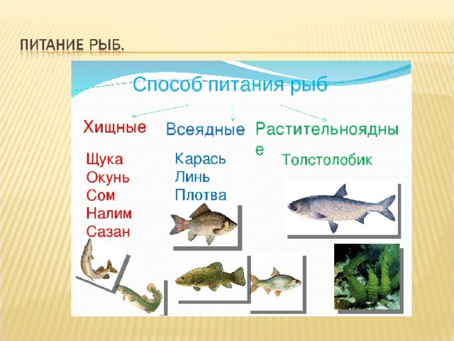 Рыбы презентация егэ