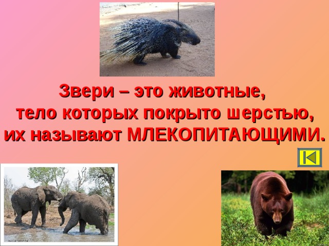 Животные тело которых покрыто шерстью это. Животные которые покрыты шерстью это ответ. Животное тело которого покрыто Пьерами называются. Какие бывают млекопитающие звери которые тело покрыто шерстью.