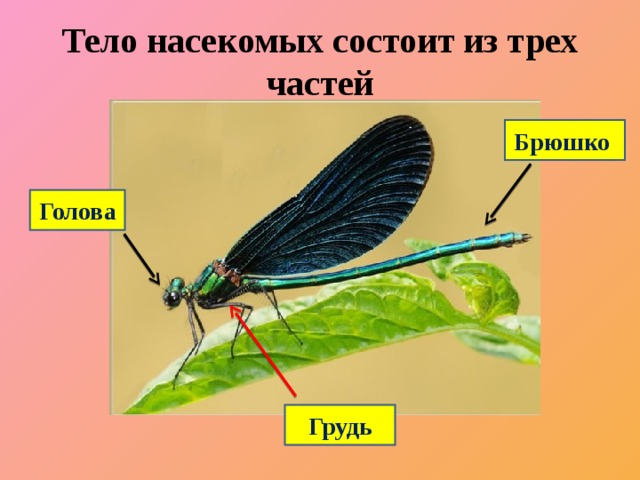 Состоит из 3 частей. Части тела насекомых. Тело насекомых состоит из. Тело насекомых состоит из отделов. Наснкомыеело состоит из.