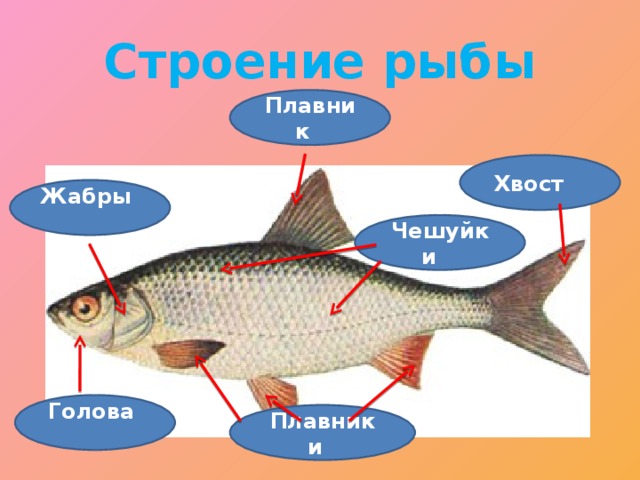 Части рыбы. Строение рыбы для детей. Строение плавника рыбы. Строение рыбы для детей дошкольного возраста. Строение рыбы схема для детей.