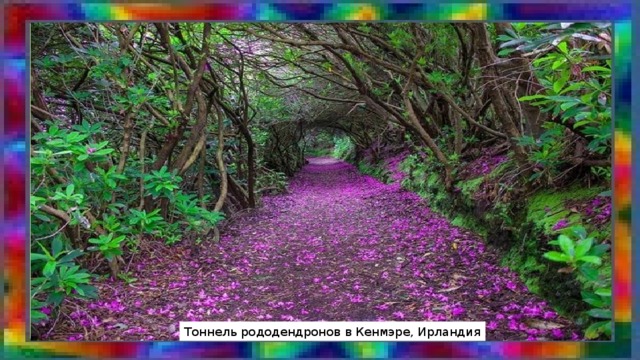 Тоннель рододендронов в Кенмэре, Ирландия 