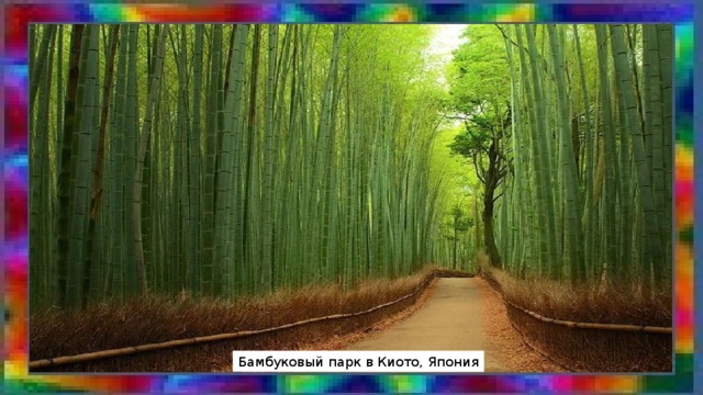 Бамбуковый парк в Киото, Япония 