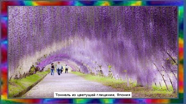 Тоннель из цветущей глицинии, Япония 